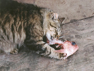"Cat"