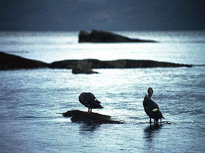 Butter Belly Diving Ducks ...