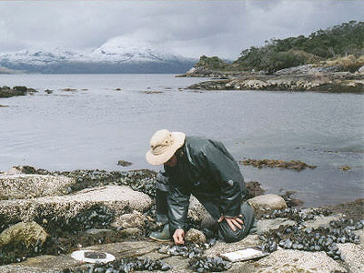 Limpets living on the rocks among the mussels ...